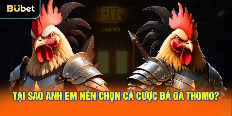 Tại sao anh em nên chọn cá cược đá gà Thomo?